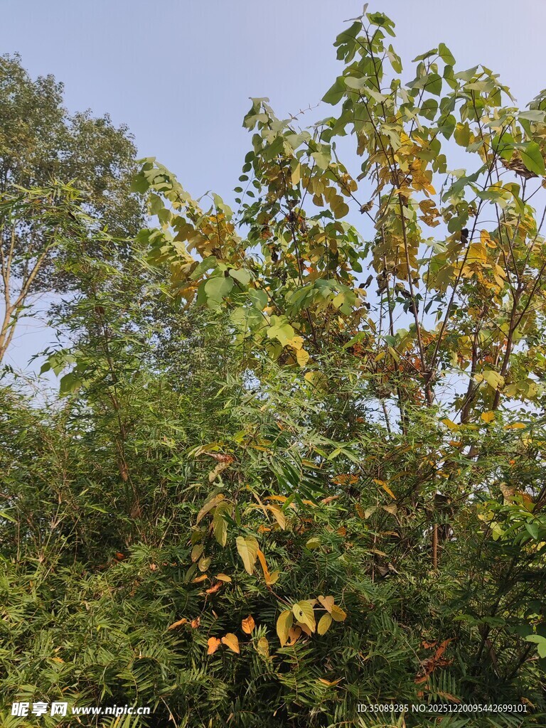 秋日树林中的茂密枝叶