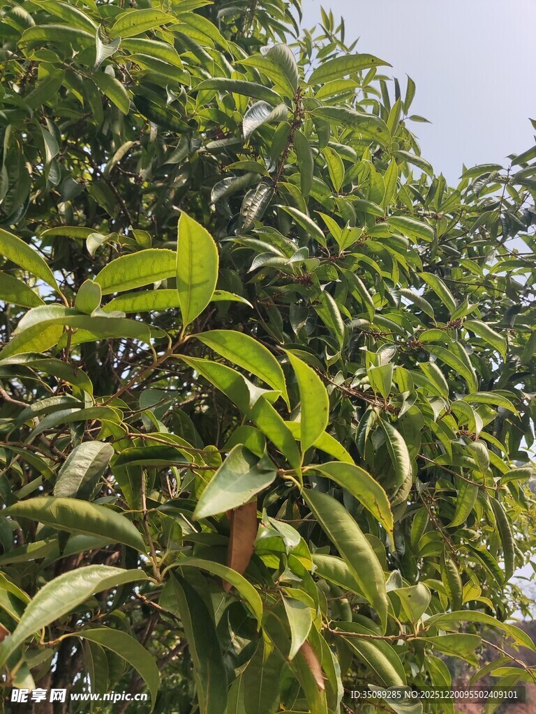 繁茂绿树叶片翠绿生机足