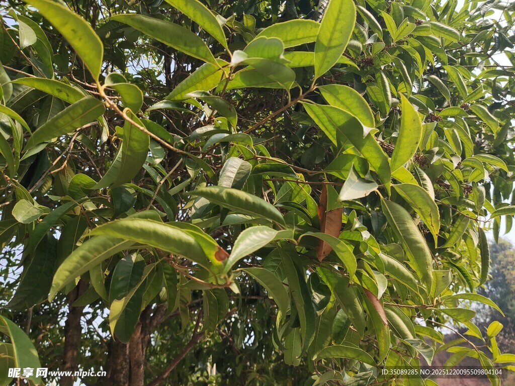 绿叶繁茂的树木景象