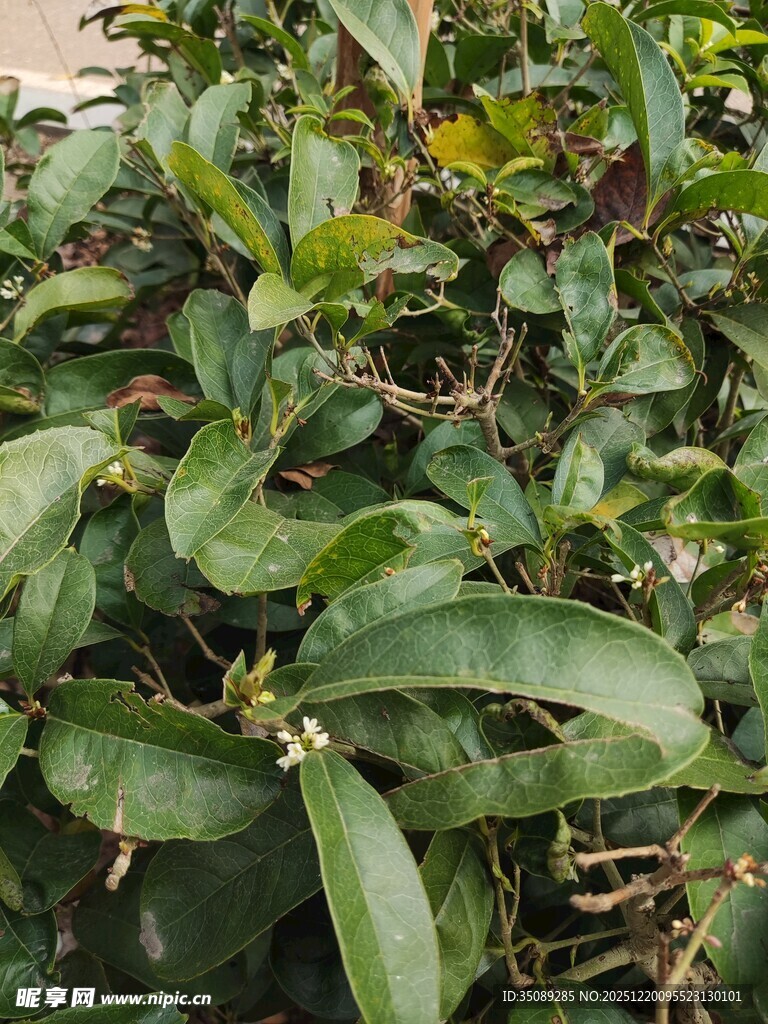 绿叶繁茂的植物景观