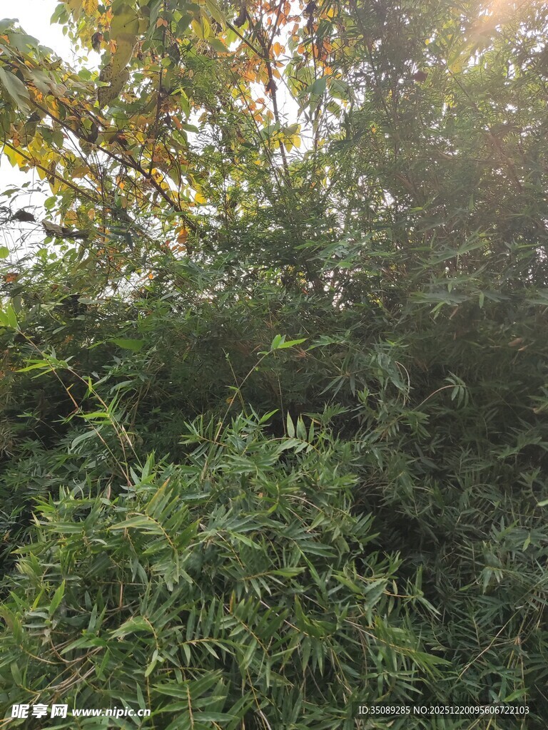 阳光照耀下的繁茂绿植