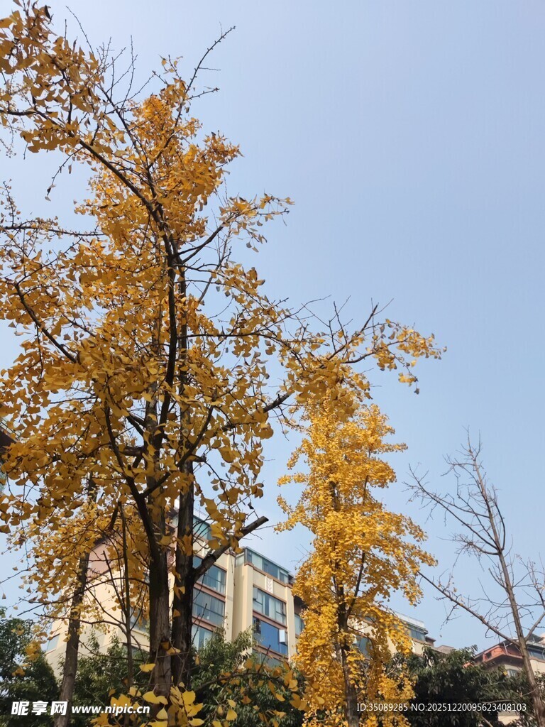 秋日金黄银杏与城市风景