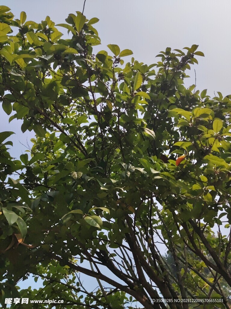 枝叶繁茂的绿树