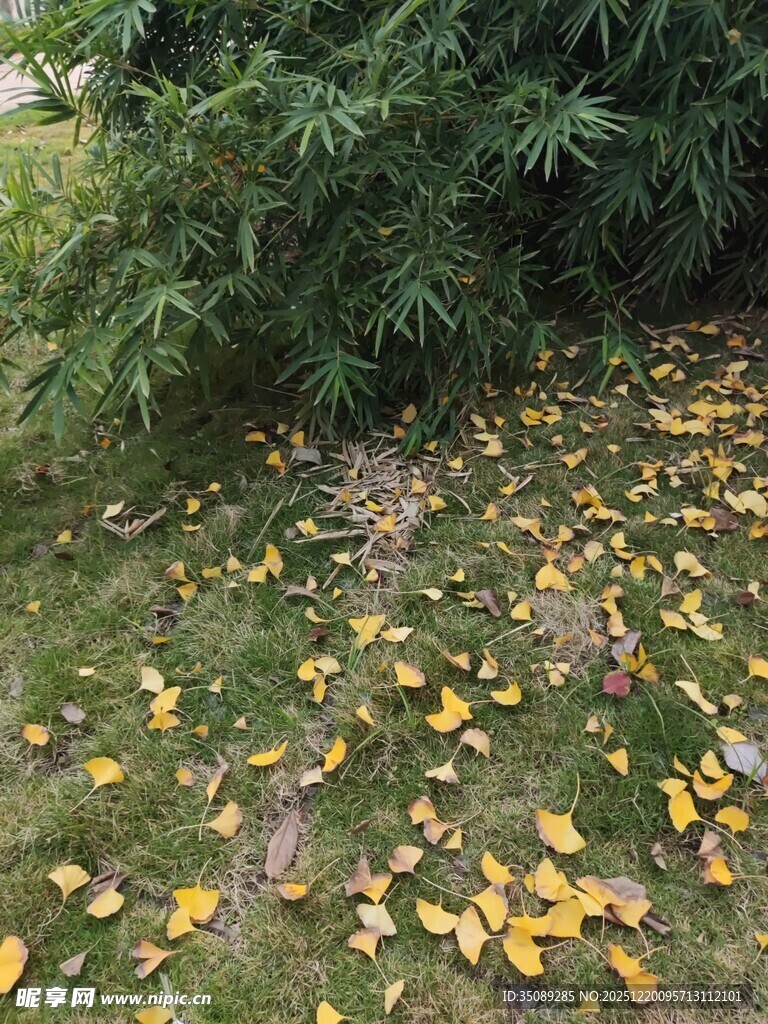 落叶铺地的静谧绿植场景