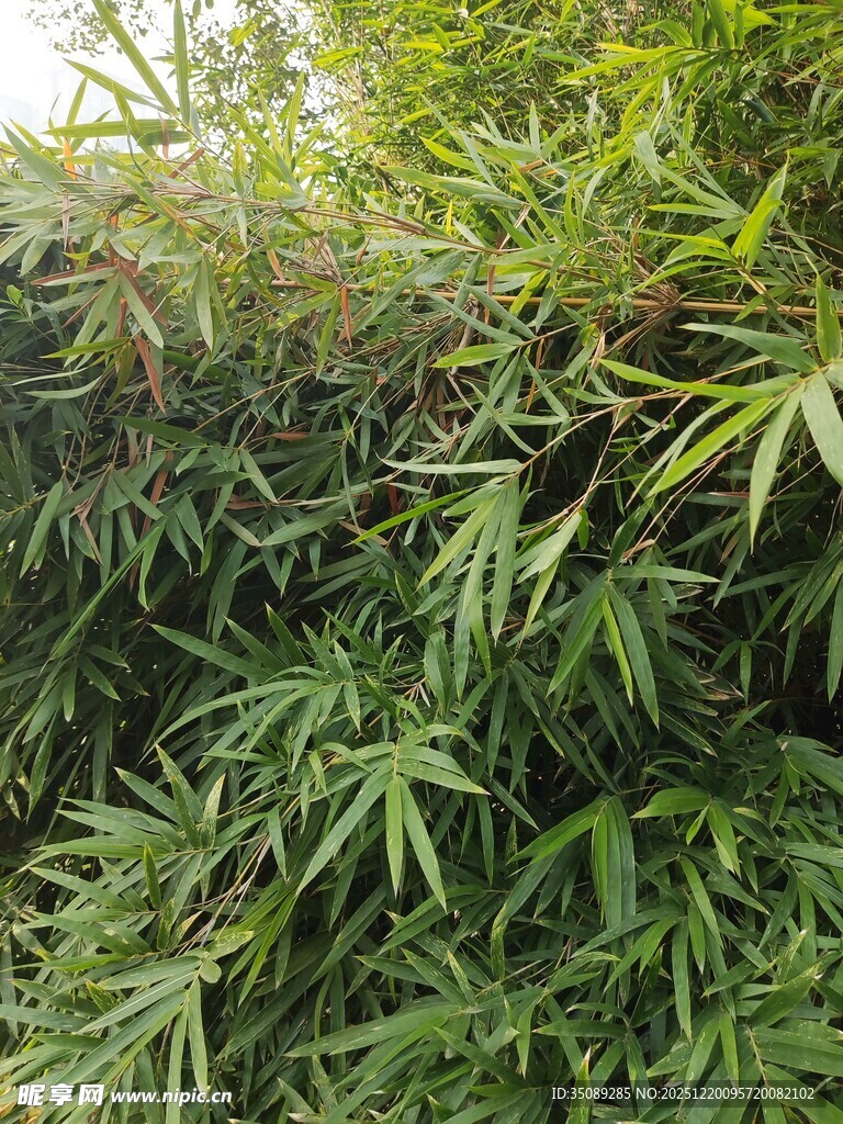翠绿繁茂的竹林景观