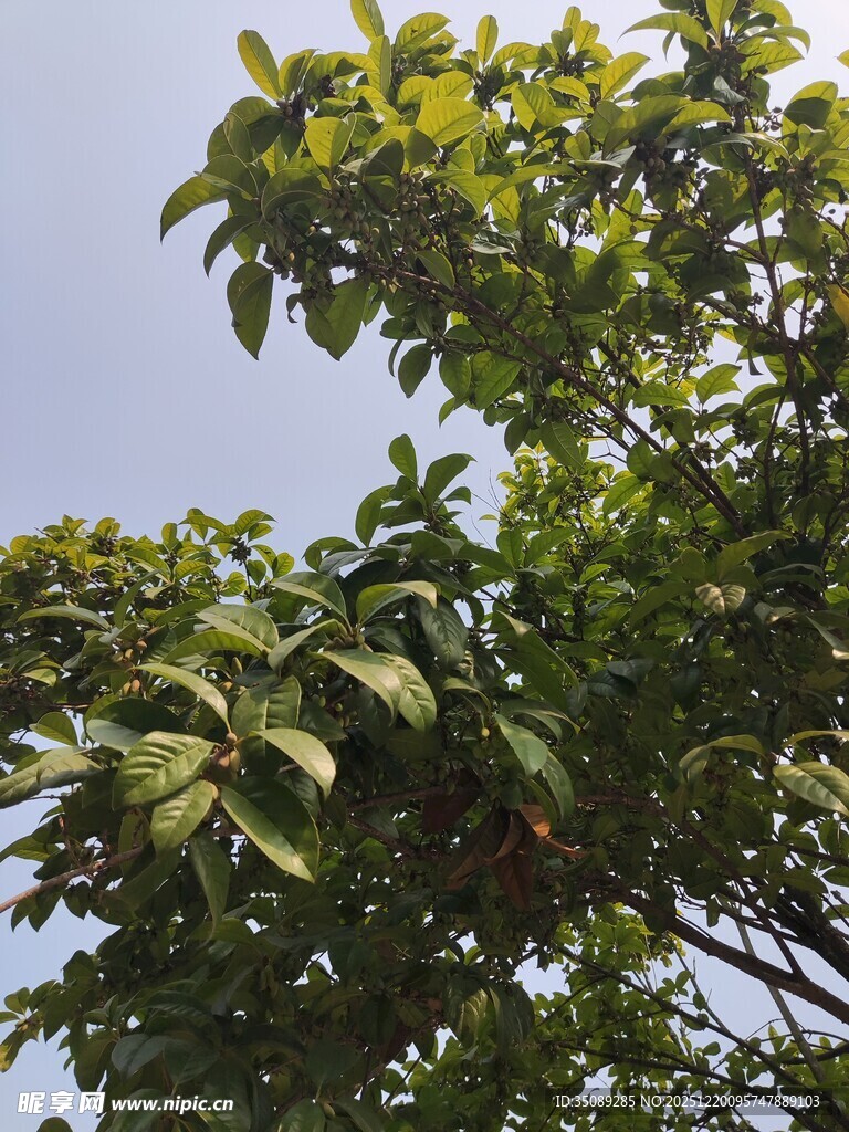 枝叶繁茂的绿树