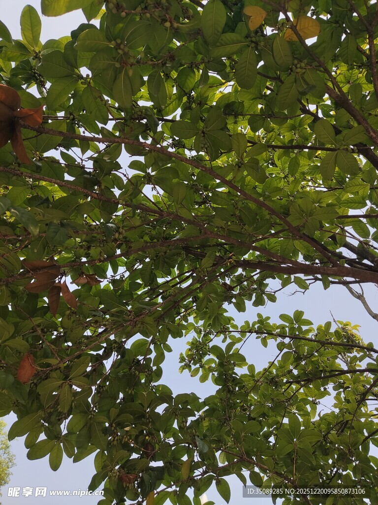 枝叶繁茂的树木景观