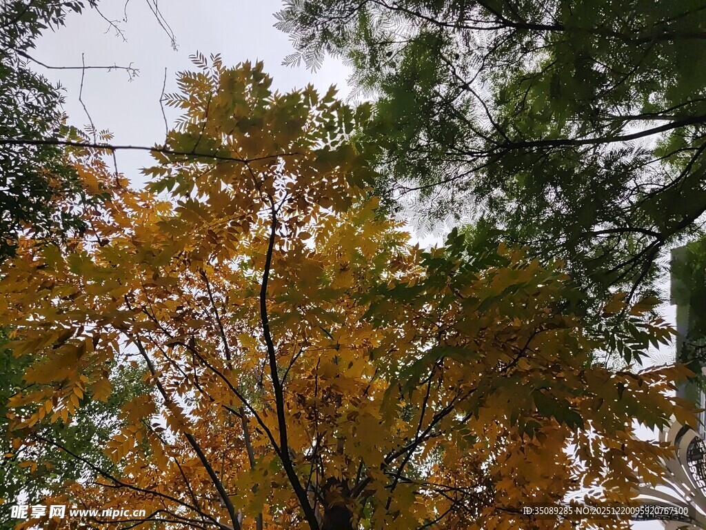 秋日斑斓树叶景致