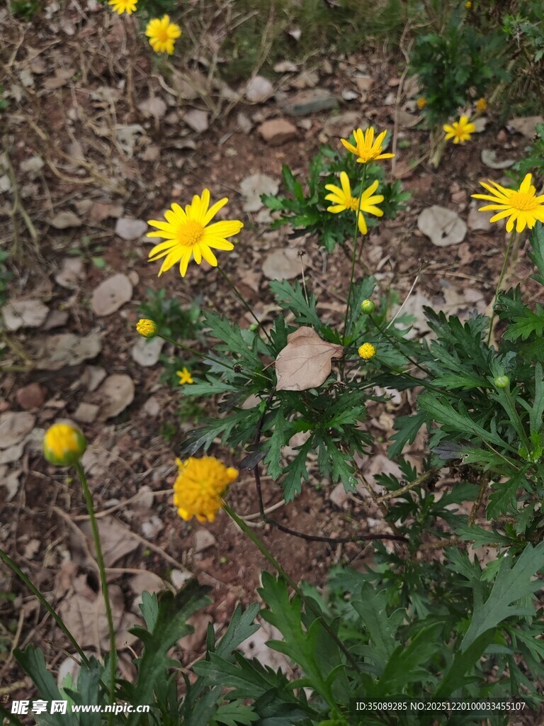 野外绽放的黄色小花