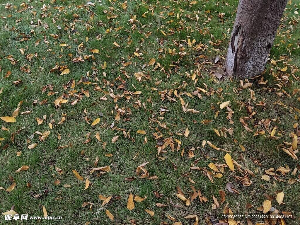 树下落叶铺就秋日景致