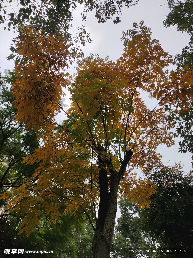 秋日斑斓树木景观
