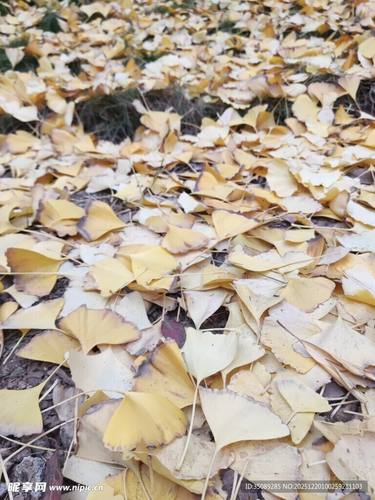 金黄落叶铺就的地面景观