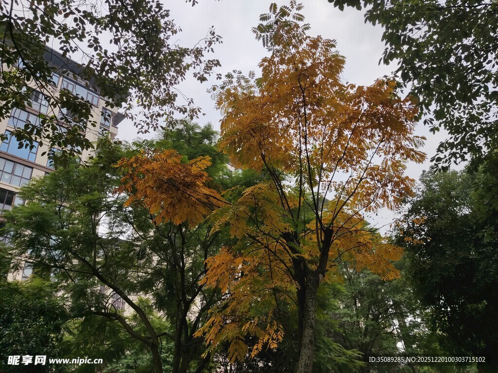 秋日公园中斑斓的树木