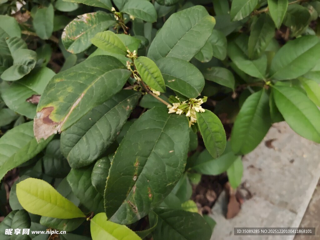 绿叶间绽放的黄色小花