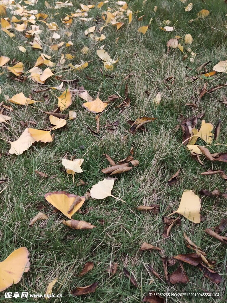 草地上的缤纷落叶