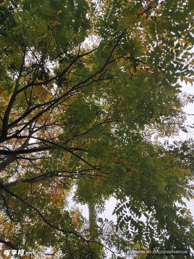 仰视茂密枝叶的树木