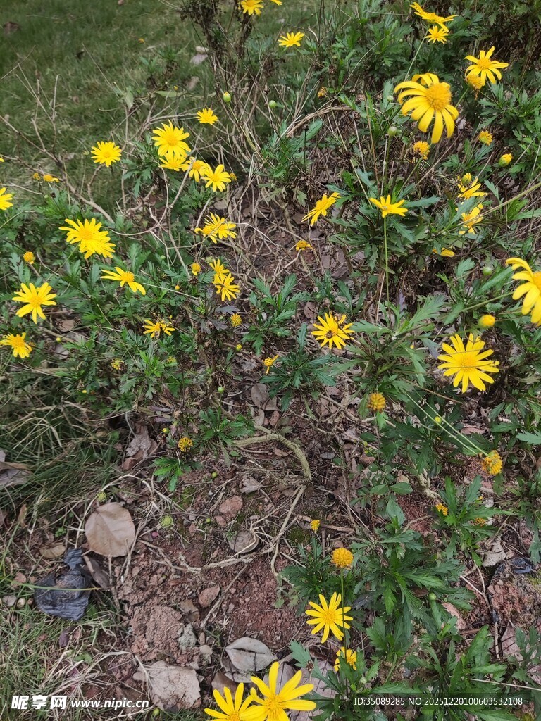 草地上的黄色小花绽放