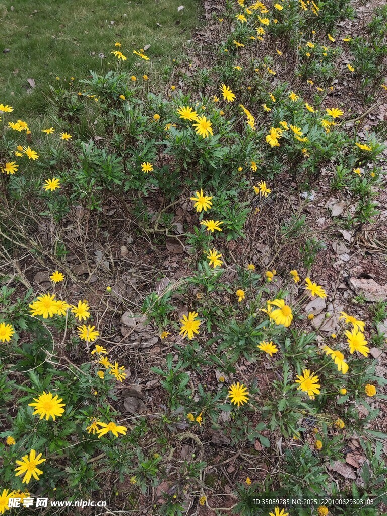 野外绽放的黄色小花