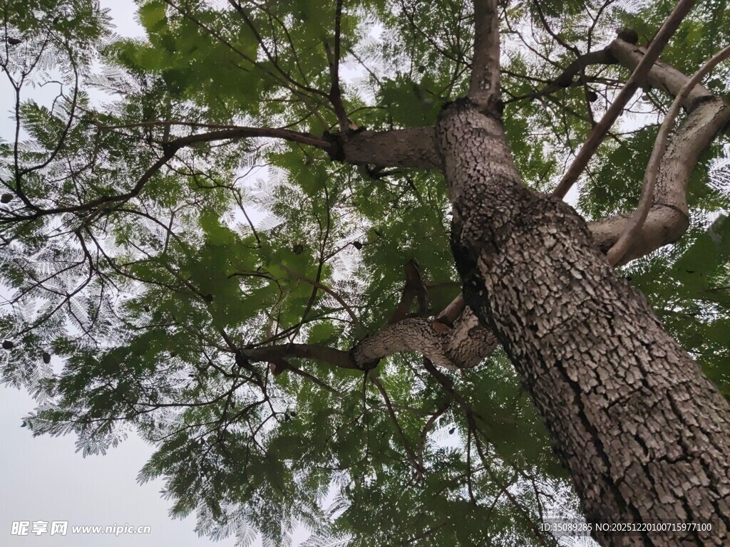 仰视粗壮挺拔的高大树木