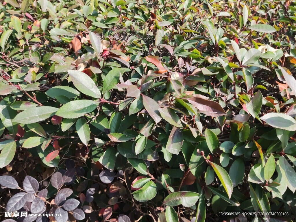 绿叶繁茂的植物景观