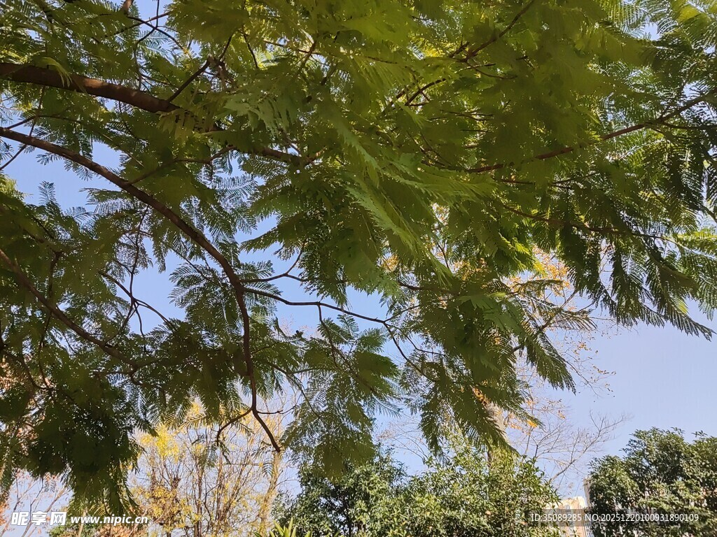 枝叶繁茂的绿树景观