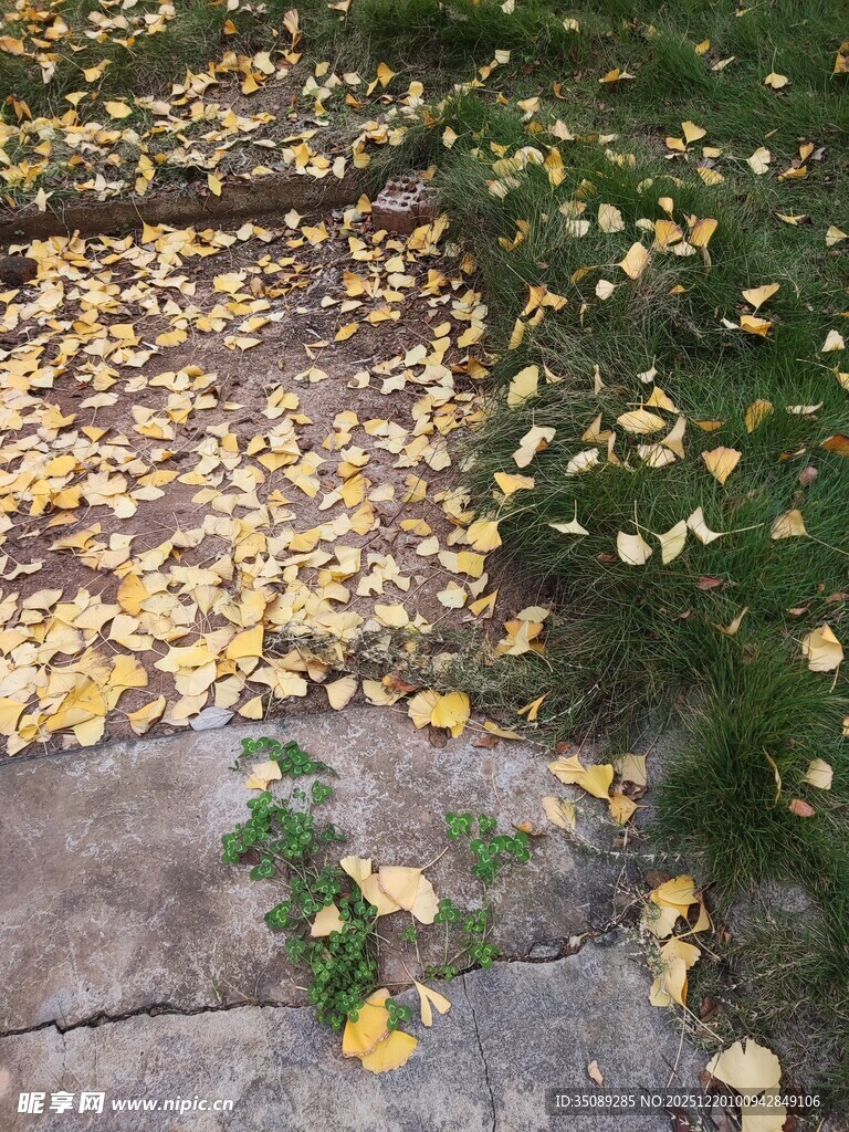 落叶铺地的静谧小径