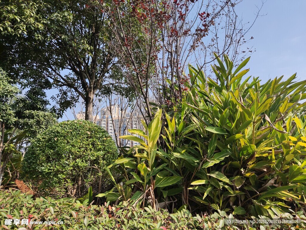 户外繁茂绿植景观