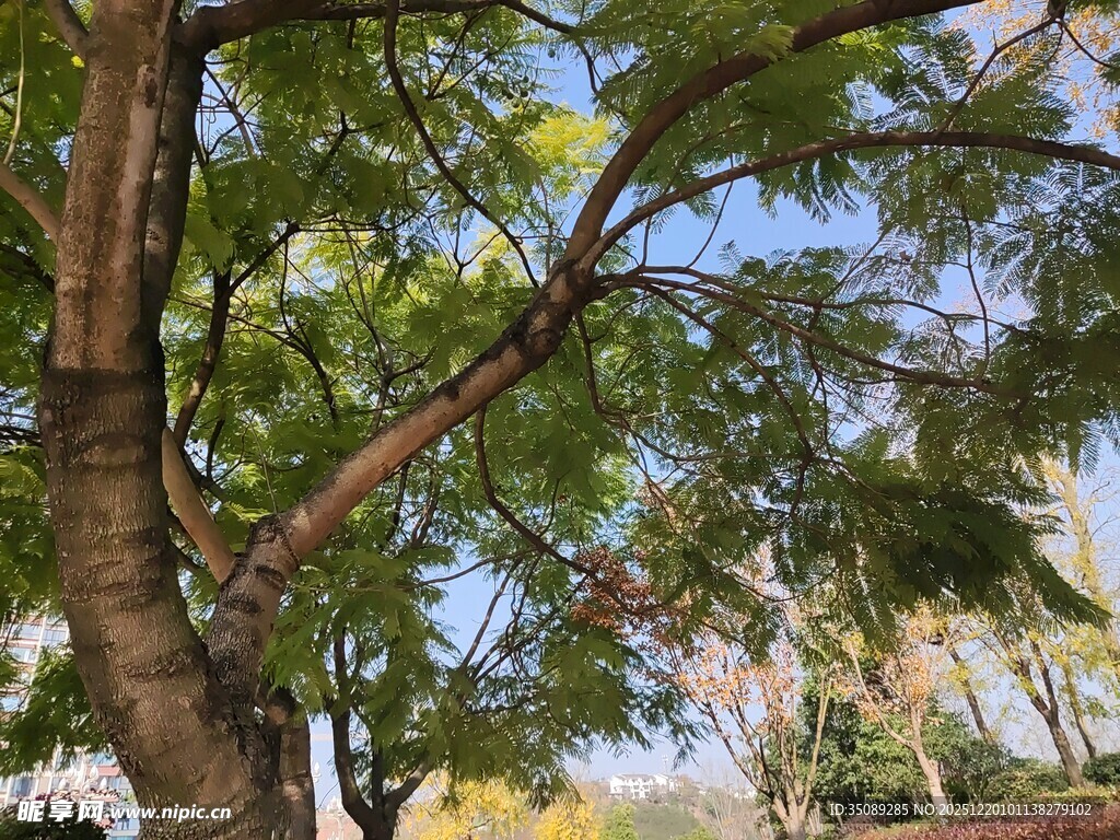 阳光下的繁茂树木