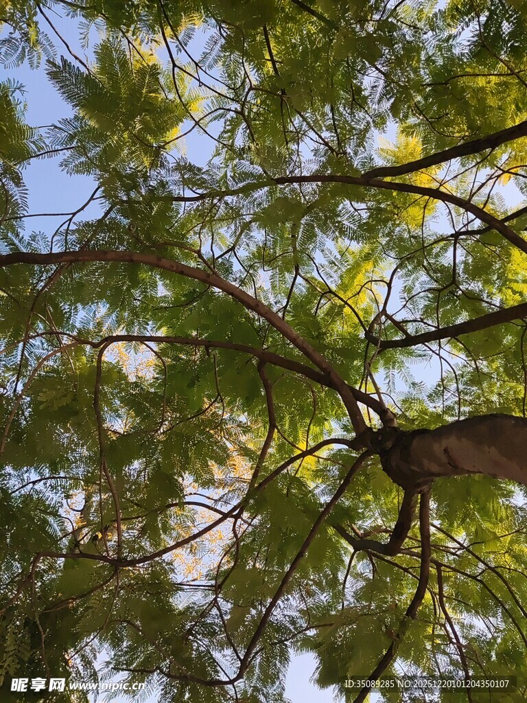 仰视视角下的繁茂树枝