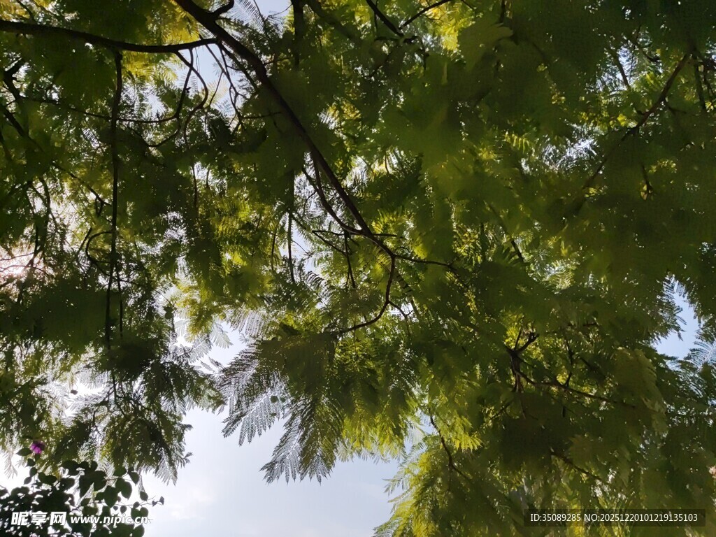 枝叶繁茂的树梢景象