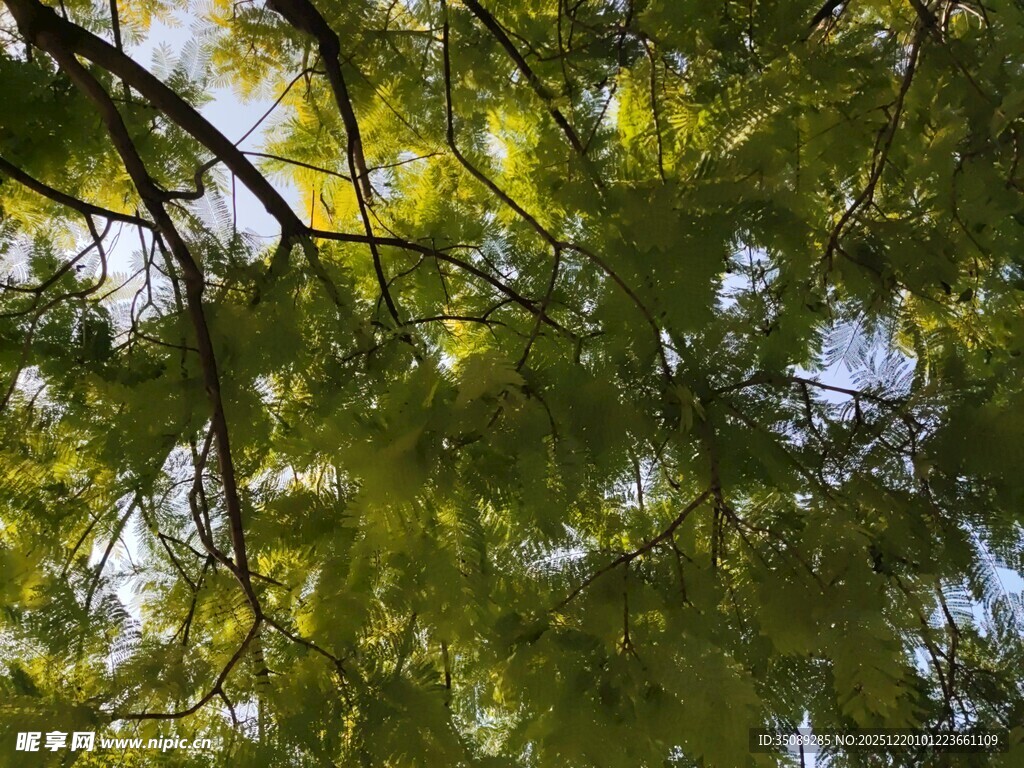 仰视翠绿繁茂的树枝
