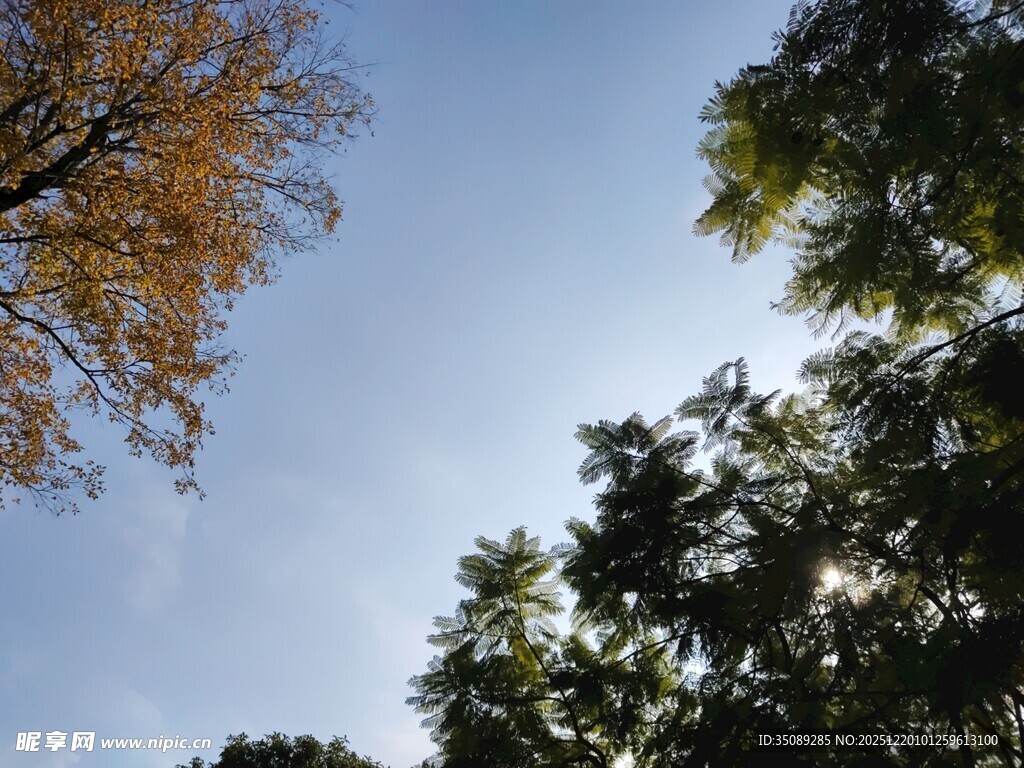 仰望秋日树梢蓝天