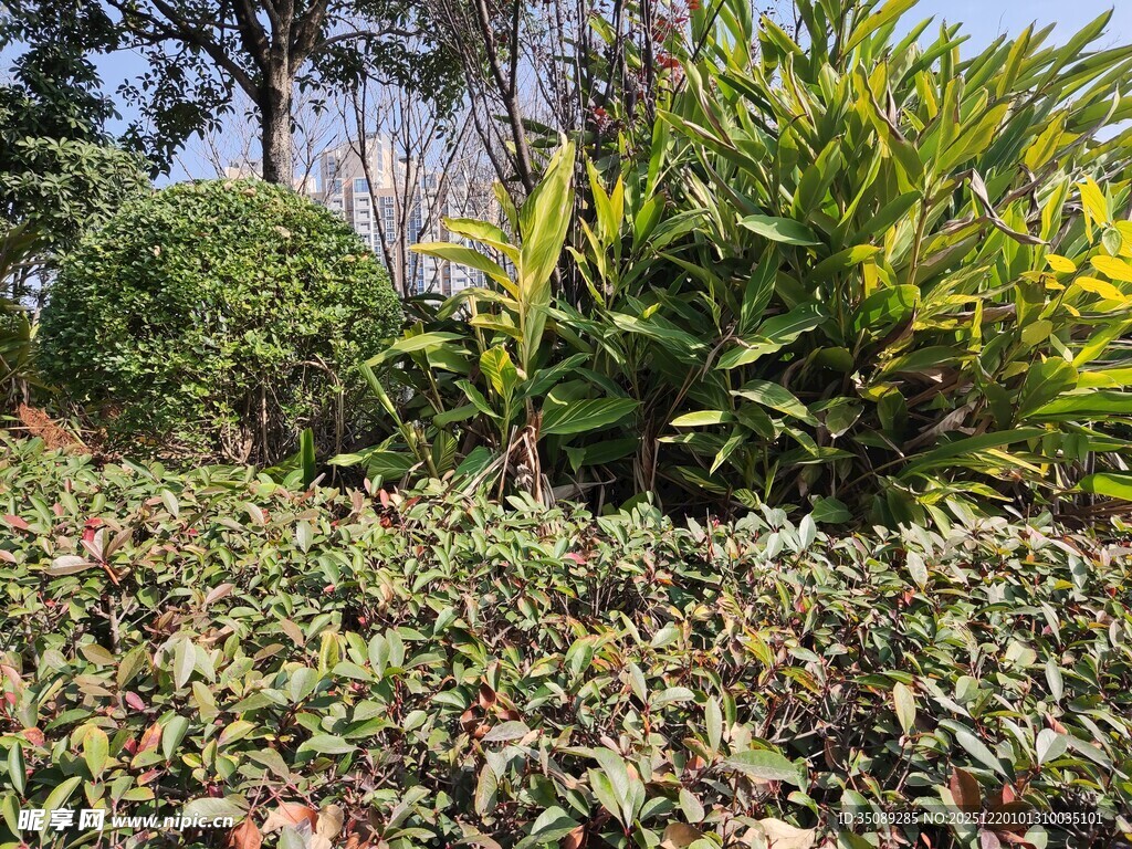 户外繁茂绿植景观