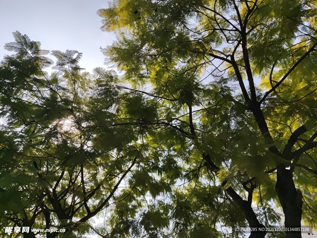 阳光下的繁茂绿树