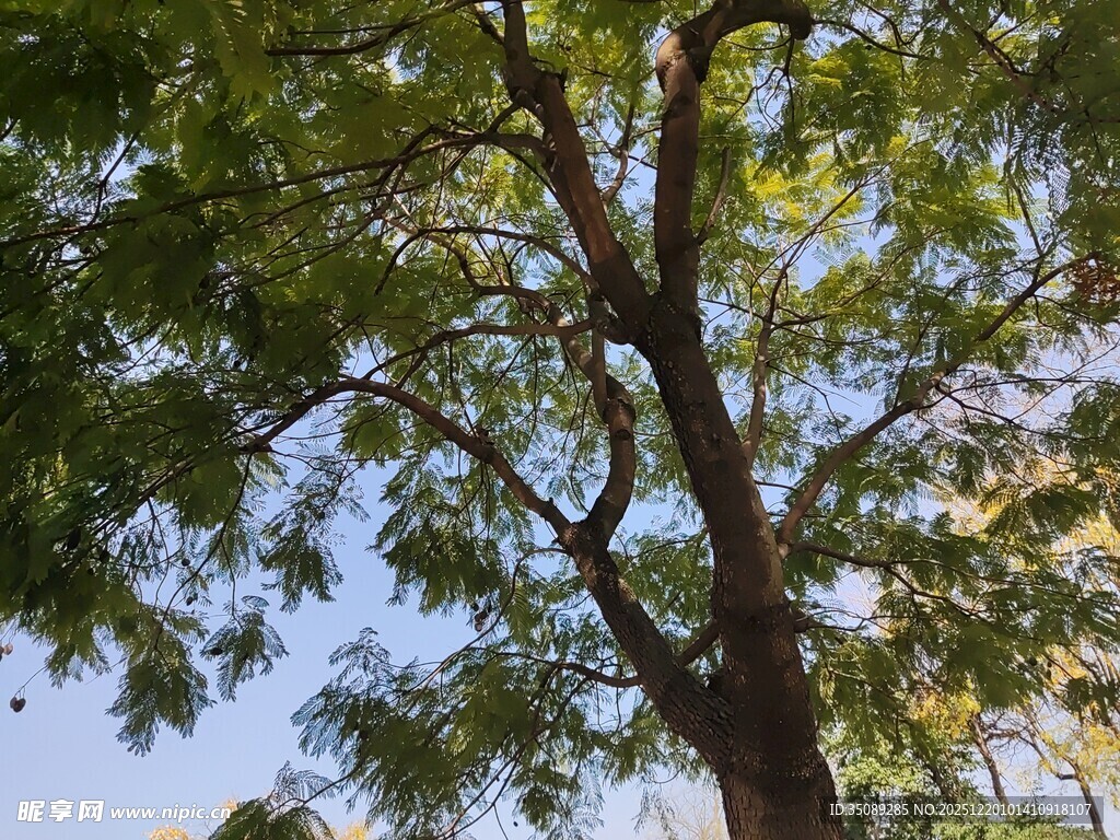 仰视繁茂大树枝叶