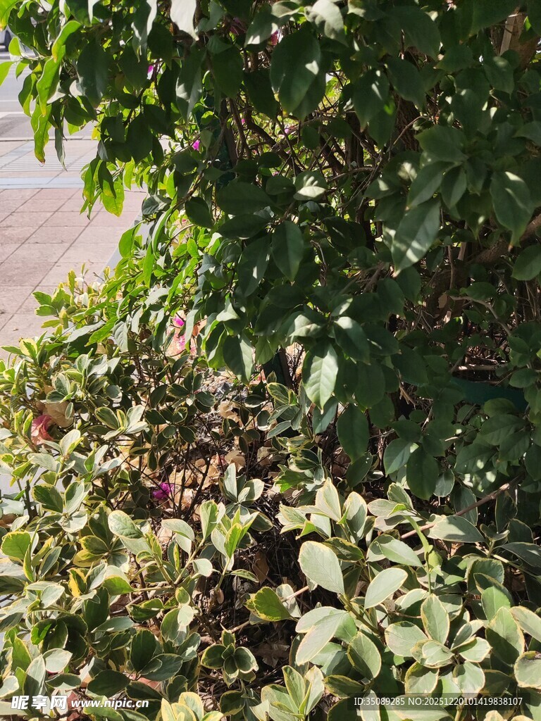 绿叶繁茂的植物景观