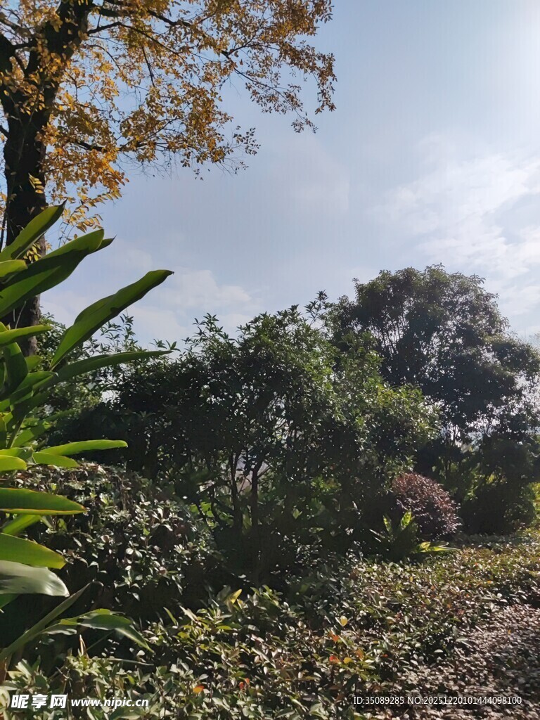 繁茂绿植的自然景致