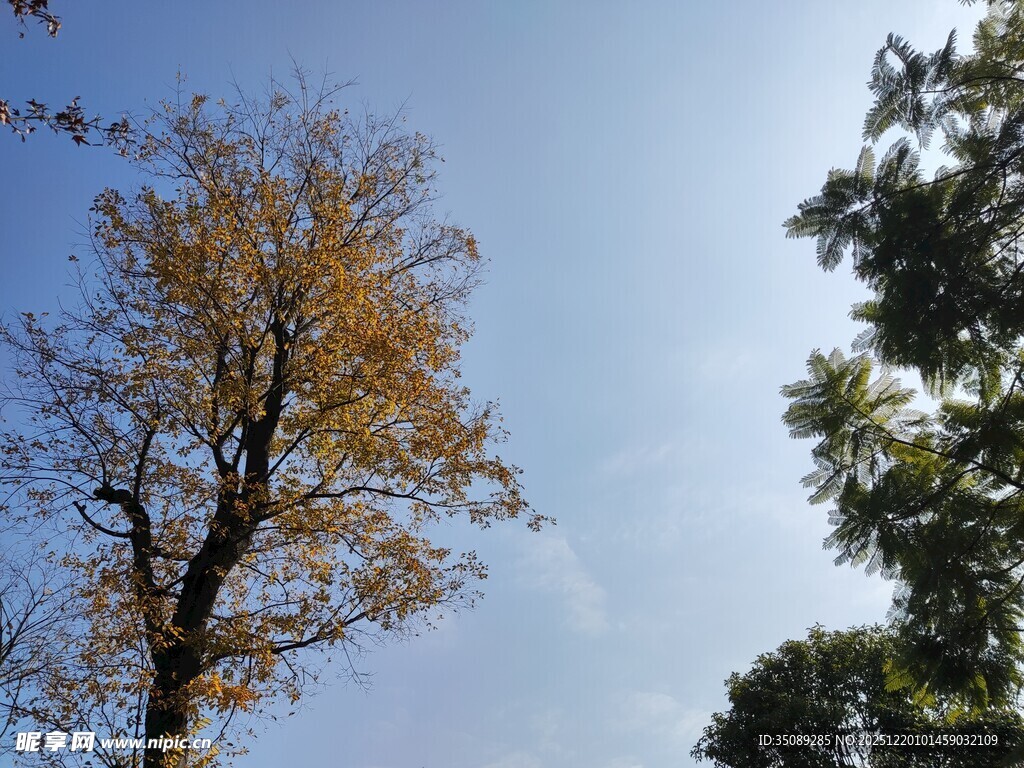 秋日树木蓝天景致