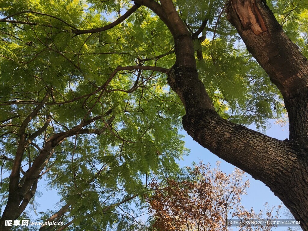 繁茂树枝下的蓝天一角