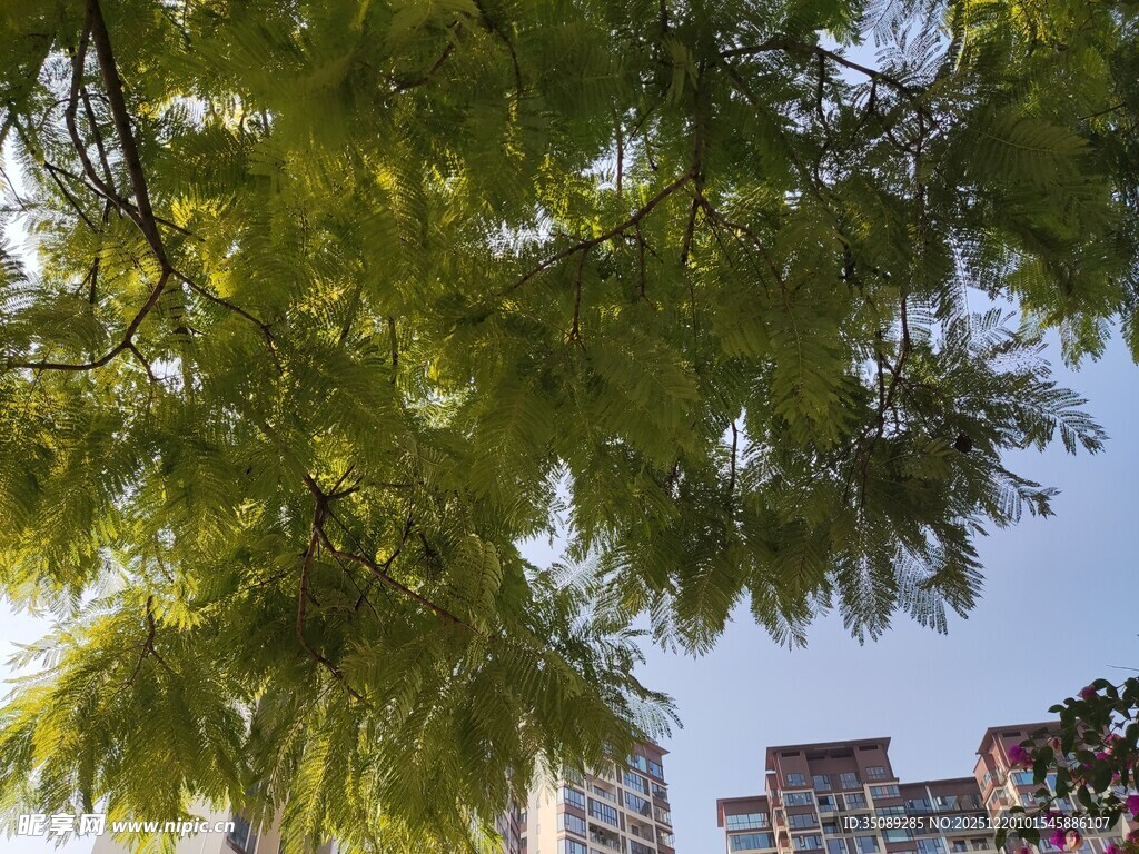 绿叶掩映下的城市景象