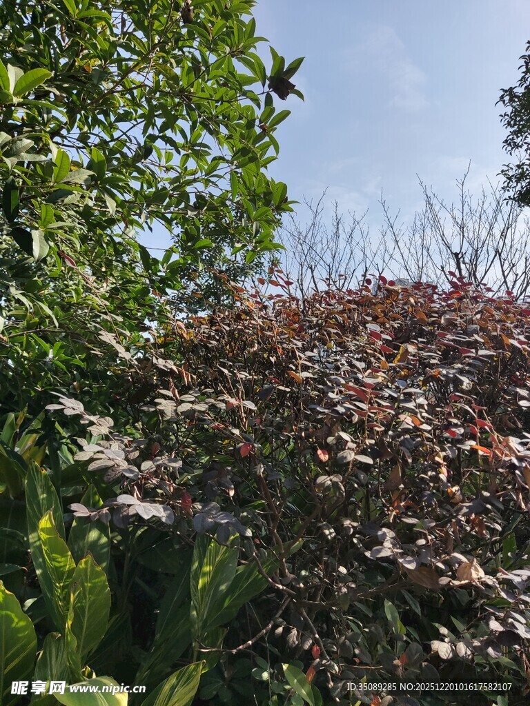 绿叶与棕叶交织的景致