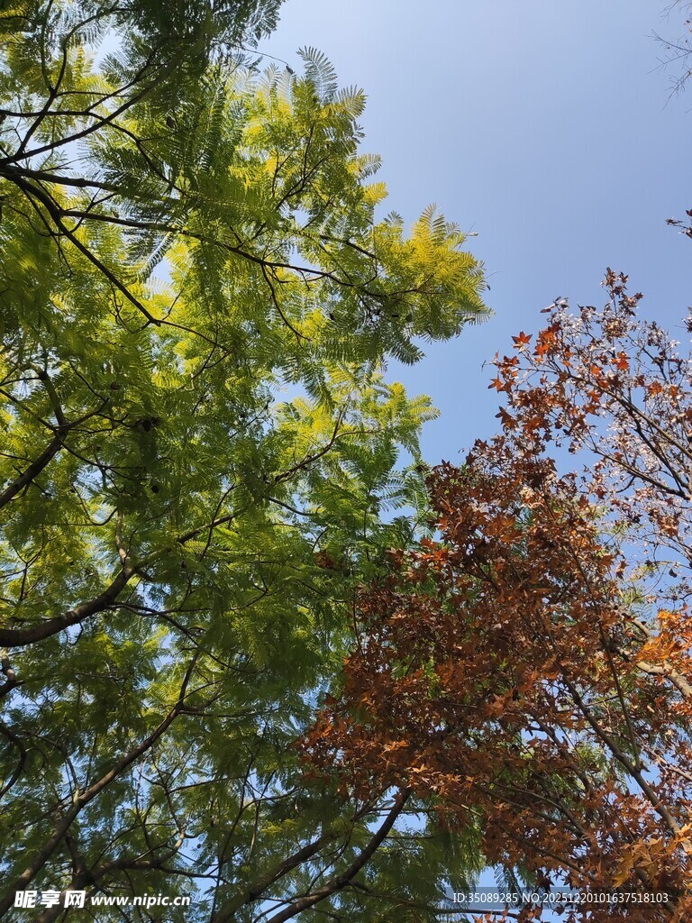 秋日多彩树木景致