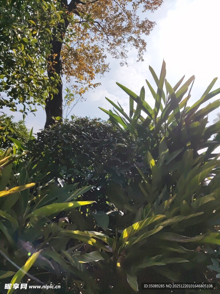 阳光下的绿植与树木