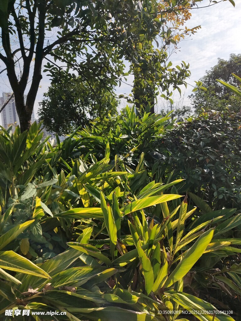 阳光下的葱郁植物