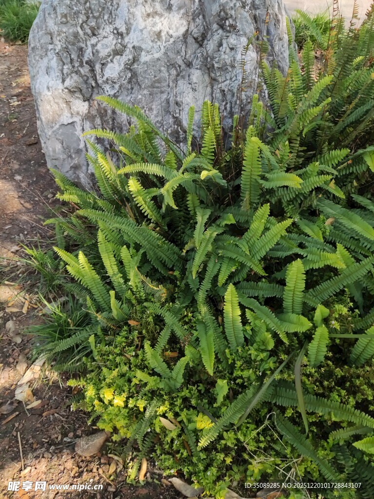 石旁翠绿植物生机勃勃