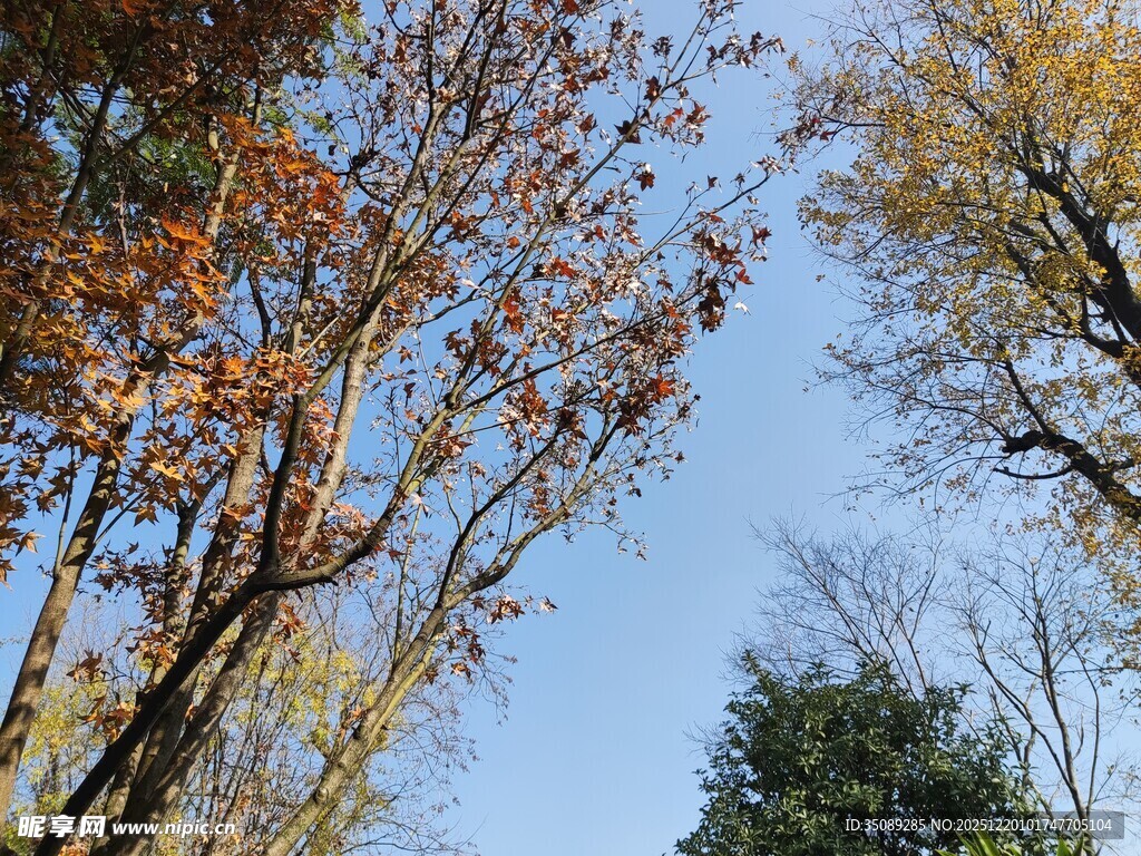 秋日树梢与蓝天美景