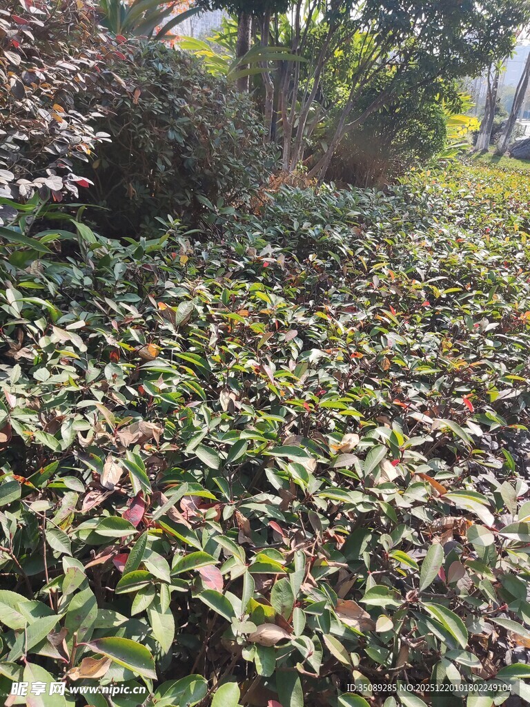 地面覆盖的多彩植物景观