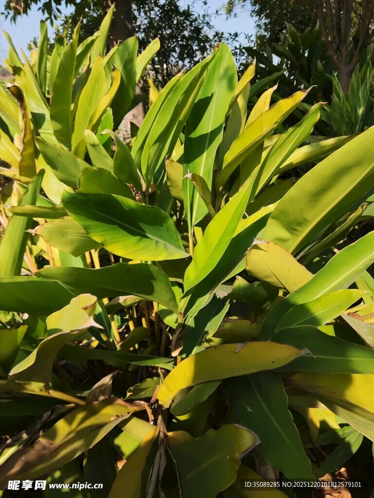 翠绿植物叶片特写