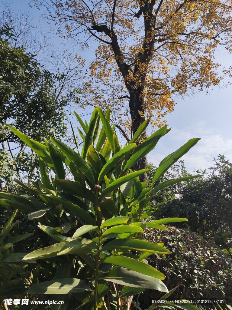 阳光下的绿植与树木