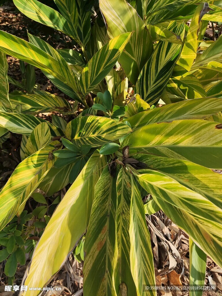 黄绿相间的热带观叶植物